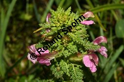 Sumpf-Lusekraut, Pedicularis palustris und Eriophorum angustifolium, Schmalblttriges Wollgras Kauf von 06568_pedicularis_palustris_img_3180.jpg