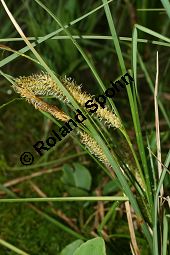 Schnabel-Segge, Carex rostrata Kauf von 06570_carex_rostrata_img_3167.jpg