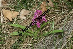 Holunder-Knabenkraut, Holunder-Fingerwurz, Dactylorhiza sambucina, Orchis sambucina Kauf von 06575_dactylorhiza_sambucina_img_1444.jpg
