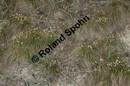 Niedrige Segge, Erd-Segge, Carex humilis Kauf von 06581_carex_humilis_img_1161.jpg