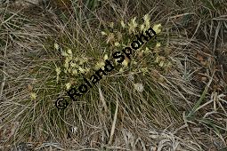 Niedrige Segge, Erd-Segge, Carex humilis Kauf von 06581_carex_humilis_img_1163.jpg