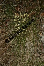 Niedrige Segge, Erd-Segge, Carex humilis Kauf von 06581_carex_humilis_img_1165.jpg
