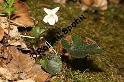 Weies Veilchen, Viola alba ssp. alba Kauf von 06582_viola_alba_alba_img_1215.jpg