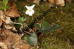 Weies Veilchen, Viola alba ssp. alba Kauf von 06582_viola_alba_alba_img_1216.jpg