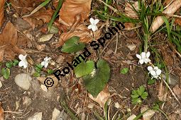 Weies Veilchen, Viola alba ssp. alba Kauf von 06582_viola_alba_alba_img_1227.jpg