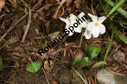 Weies Veilchen, Viola alba ssp. alba Kauf von 06582_viola_alba_alba_img_1228.jpg