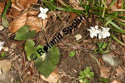 Weies Veilchen, Viola alba ssp. alba Kauf von 06582_viola_alba_alba_img_1229.jpg