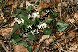 Weies Veilchen, Viola alba ssp. alba Kauf von 06582_viola_alba_alba_img_1232.jpg