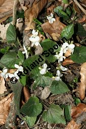 Weies Veilchen, Viola alba ssp. alba Kauf von 06582_viola_alba_alba_img_1233.jpg