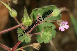 Rundblttriger Storchschnabel, Geranium rotundifolium Kauf von 06584_geranium_rotundifolium_img_4278.jpg