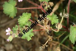 Rundblttriger Storchschnabel, Geranium rotundifolium Kauf von 06584_geranium_rotundifolium_img_4279.jpg