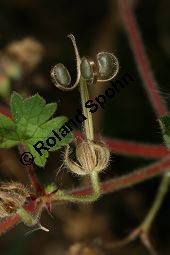 Rundblttriger Storchschnabel, Geranium rotundifolium Kauf von 06584_geranium_rotundifolium_img_4280.jpg