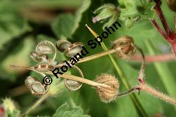 Rundblttriger Storchschnabel, Geranium rotundifolium Kauf von 06584_geranium_rotundifolium_img_4281.jpg