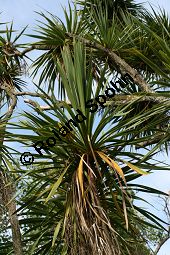 Sdliche Keulenlilie, Sdlicher Keulenbaum, Sdliche Kolbenlilie, Cordyline australis, Dracaena australis Kauf von 06585_cordyline_australis_img_1910.jpg