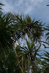 Sdliche Keulenlilie, Sdlicher Keulenbaum, Sdliche Kolbenlilie, Cordyline australis, Dracaena australis Kauf von 06585_cordyline_australis_img_1912.jpg