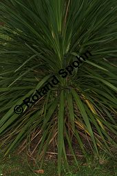 Sdliche Keulenlilie, Sdlicher Keulenbaum, Sdliche Kolbenlilie, Cordyline australis, Dracaena australis Kauf von 06585_cordyline_australis_img_1914.jpg
