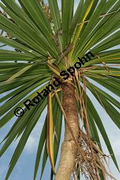 Sdliche Keulenlilie, Sdlicher Keulenbaum, Sdliche Kolbenlilie, Cordyline australis, Dracaena australis Kauf von 06585_cordyline_australis_img_1916.jpg