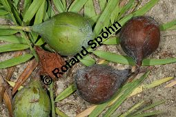 Manns Steineibe, Afrocarpus mannii, Podocarpus mannii Kauf von 06586_afrocarpus_mannii_img_1929.jpg