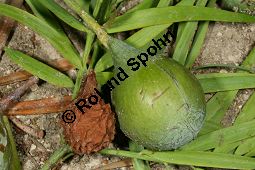 Manns Steineibe, Afrocarpus mannii, Podocarpus mannii Kauf von 06586_afrocarpus_mannii_img_1930.jpg