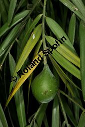 Manns Steineibe, Afrocarpus mannii, Podocarpus mannii Kauf von 06586_afrocarpus_mannii_img_1931.jpg