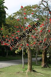 Amerikanischer Korallenbaum, Erythrina americana, Erythrina coralloides Kauf von 06594_erythrina_americana_img_2046.jpg