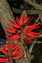 Amerikanischer Korallenbaum, Erythrina americana, Erythrina coralloides Kauf von 06594_erythrina_americana_img_2048.jpg