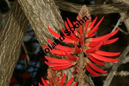 Amerikanischer Korallenbaum, Erythrina americana, Erythrina coralloides Kauf von 06594_erythrina_americana_img_2049.jpg
