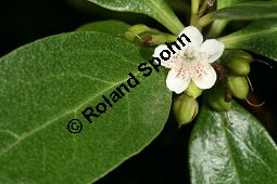 Freudige Drsenpflanze, Myoporum laetum Kauf von 06604_myoporum_laetum_img_2153.jpg