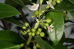 Freudige Drsenpflanze, Myoporum laetum Kauf von 06604_myoporum_laetum_img_2155.jpg