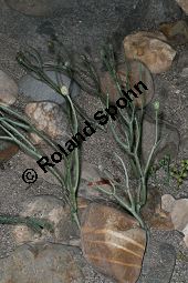 Rhynia, Fossil, sporenbildende Landpflanze, 450 Mio Jahre alt Kauf von 06631_rhynia_img_5018.jpg