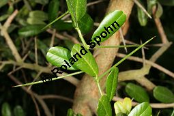 Severinia buxifolia Kauf von 06634_severinia_buxifolia_img_5027.jpg