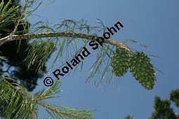 Armands-Kiefer, Gewöhnliche Chinesische Weiß-Kiefer, Pinus armandii Kauf von 06639_pinus_armandii_img_3481.jpg
