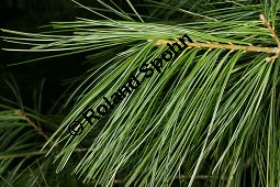 Armands-Kiefer, Gewöhnliche Chinesische Weiß-Kiefer, Pinus armandii Kauf von 06639_pinus_armandii_img_5082.jpg
