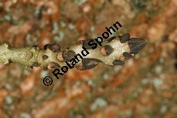Syrische Esche, Fraxinus syriaca, Fraxinus angustifolia ssp. syriaca Kauf von 06643_fraxinus_syriaca_img_5128.jpg