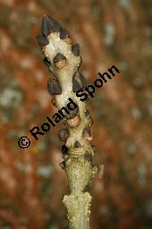 Syrische Esche, Fraxinus syriaca, Fraxinus angustifolia ssp. syriaca Kauf von 06643_fraxinus_syriaca_img_5129.jpg