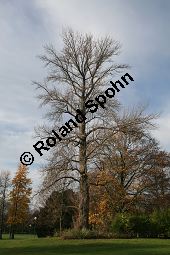 Berliner Pappel, Populus x berolinensis, Populus laurifolia x Populus nigra 'Italica' Kauf von 06647_populus_berolinensis_img_5222.jpg