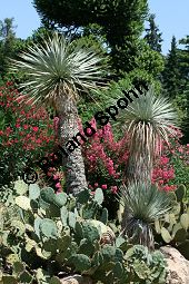 Geschnbelte Palmlilie, Yucca rostrata Kauf von 06651_yucca_rostrata_img_3398.jpg