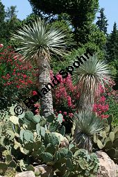 Geschnbelte Palmlilie, Yucca rostrata Kauf von 06651_yucca_rostrata_img_3399.jpg