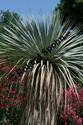 Geschnbelte Palmlilie, Yucca rostrata Kauf von 06651_yucca_rostrata_img_3400.jpg