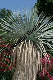 Geschnbelte Palmlilie, Yucca rostrata Kauf von 06651_yucca_rostrata_img_3401.jpg