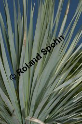 Geschnbelte Palmlilie, Yucca rostrata Kauf von 06651_yucca_rostrata_img_3405.jpg