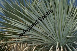 Geschnbelte Palmlilie, Yucca rostrata Kauf von 06651_yucca_rostrata_img_3406.jpg