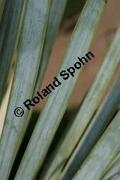 Geschnbelte Palmlilie, Yucca rostrata Kauf von 06651_yucca_rostrata_img_3407.jpg