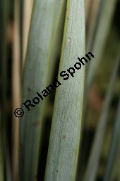 Geschnbelte Palmlilie, Yucca rostrata Kauf von 06651_yucca_rostrata_img_3408.jpg