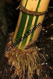 Gewöhnlicher Bambus 'Striata', Bambusa vulgaris 'Striata' Kauf von 06657_bambusa_vulgaris_striata_img_0858.jpg