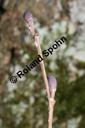 Runzelblättrige Erle, Alnus incana ssp. rugosa, Alnus rugosa Kauf von 06679_alnus_incana_rugosa_img_5941.jpg