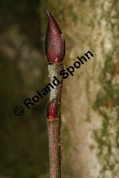 Filzige Apfelbeere, Aronia arbutifolia var. atropurpurea; Photinia arbutifolia var. atropurpurea Kauf von 06682_aronia_arbutifolia_atropurpurea_img_6099.jpg