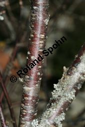 Felsen-Johannisbeere, Ribes petraeum Kauf von 06691_ribes_petraeum_img_6898.jpg