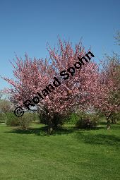 Grannen-Kirsche 'Kanzan', Japanische Blüten-Kirsche 'Kanzan', Prunus serrulata 'Kanzan' Kauf von 06696_prunus_serrulata_kanzan_img_7391.jpg