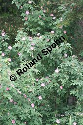Apfel-Rose, Rosa villosa Kauf von 06697_rosa_villosa_img_8730.jpg